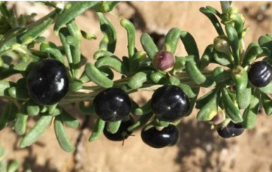 女吃黑枸杞淡斑抗皺，男吃黑枸杞提高性功能！